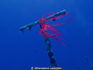 Sea star swimming by Athanassios Lazarides 